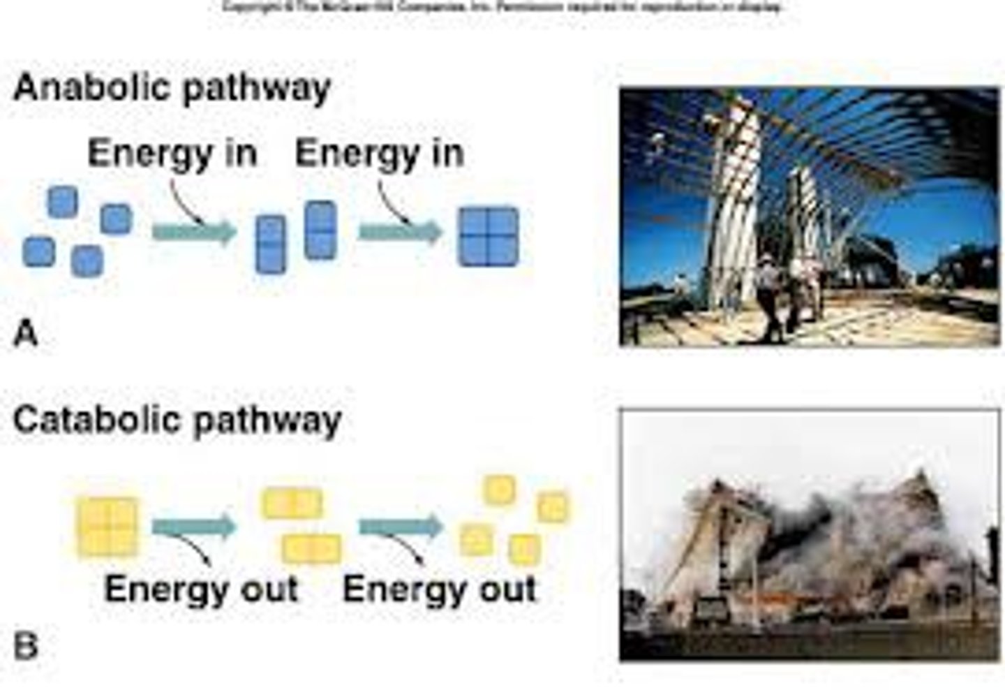<p>Consume energy to build complex molecules from simpler ones i.e. Amino acids making up proteins</p>