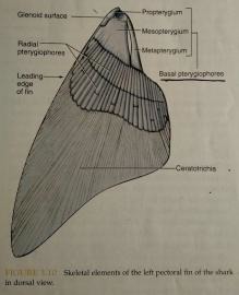 <p>ceratotrichia</p>