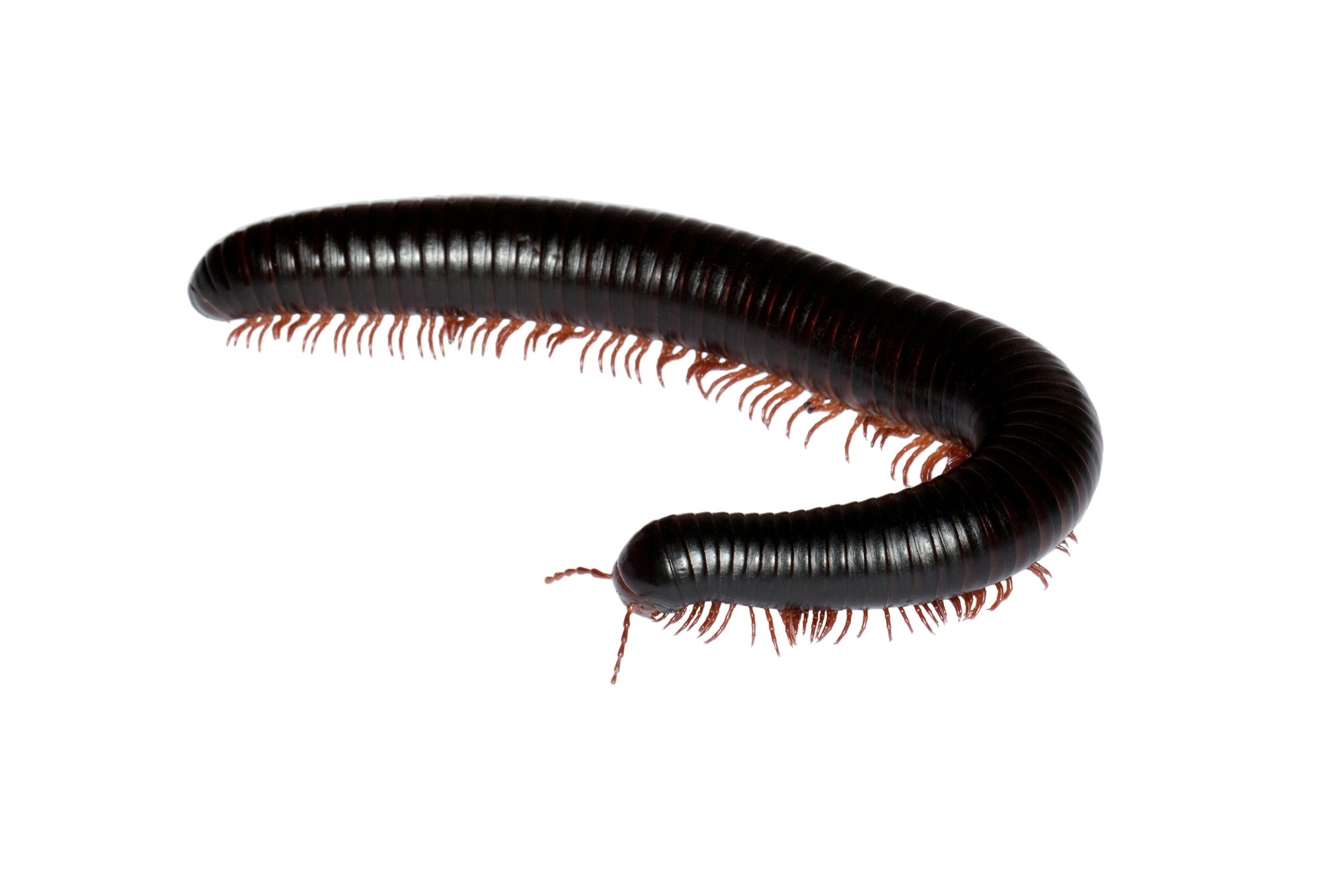 <p>Which subphylum and class does the organism belong to?</p>