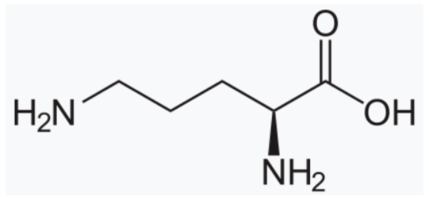 <p><span style="font-family: LatoWeb, Lato, Helvetica Neue, Helvetica, Arial, sans-serif">Which amino acid is this?</span></p>
