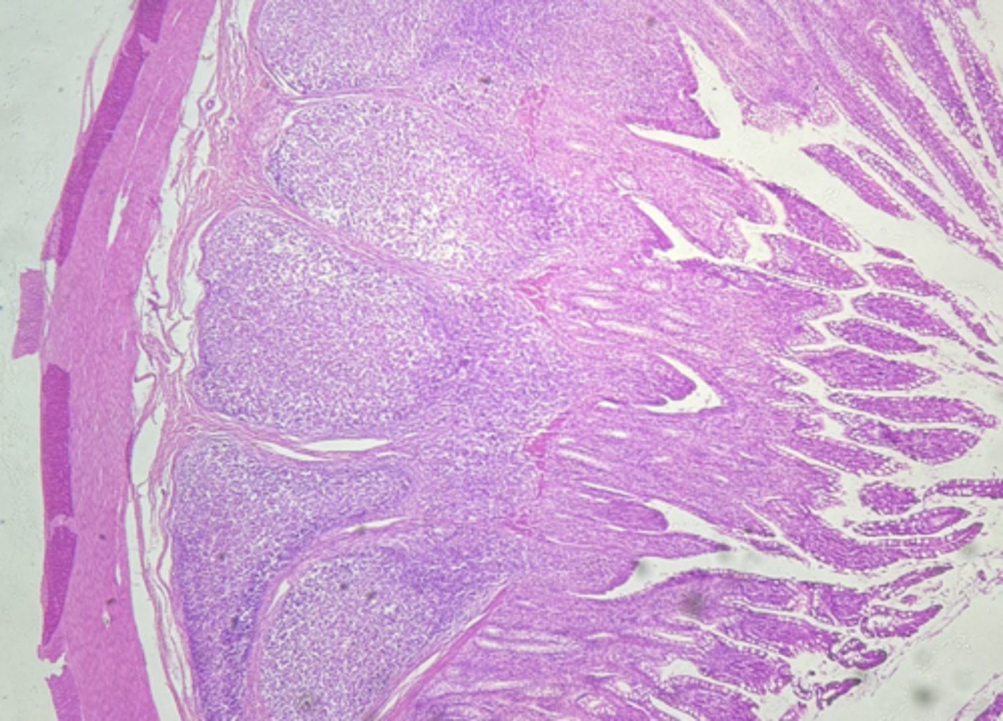 <p>type of tissue</p>