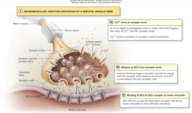 <p>explain the steps of excitation</p>
