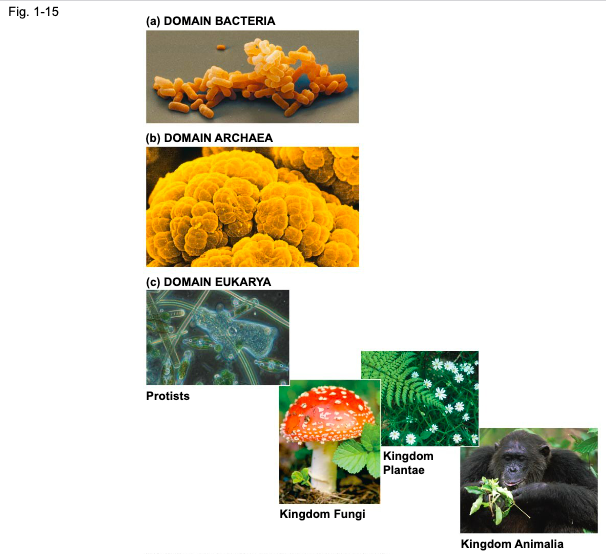 <p>eukaryotic organisms</p>