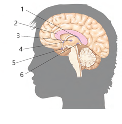 <p>Wat zijn de belangrijkste commisures?</p><p></p>