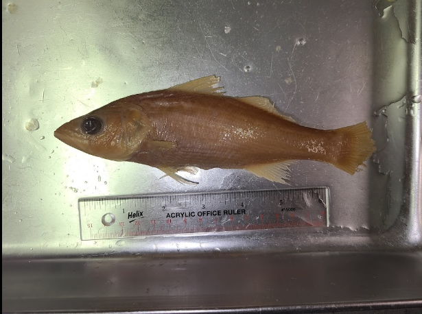 <p>What is the taxonomy, common name, and scientific name of this fish?</p>