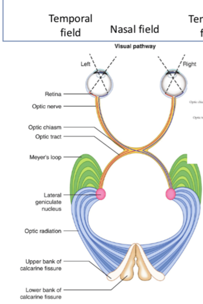 <p>- LGN of thalamus</p><p>- First synapse, most of the fibers</p>