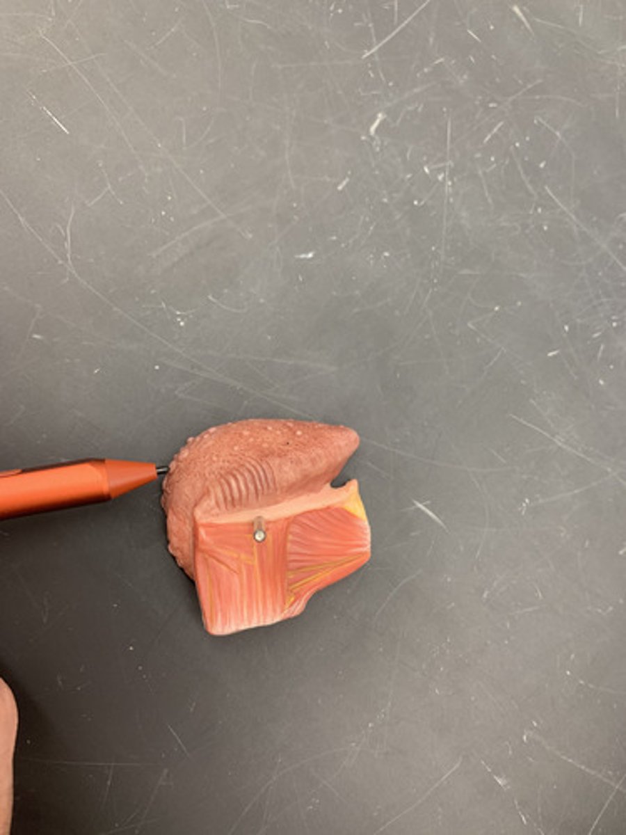 <p>largest taste buds with 8-12 forming "V" at back of tongue</p>