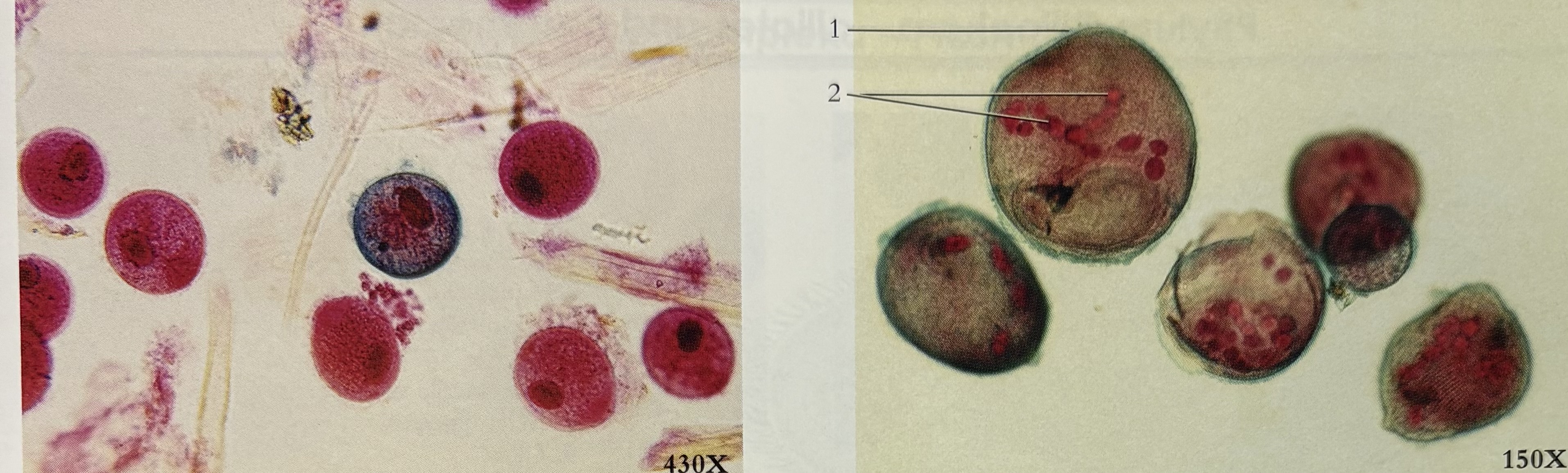 <p>What phylum *</p>