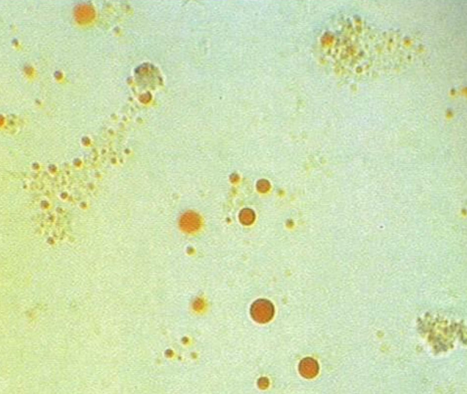<p>sudan 3 stain</p>