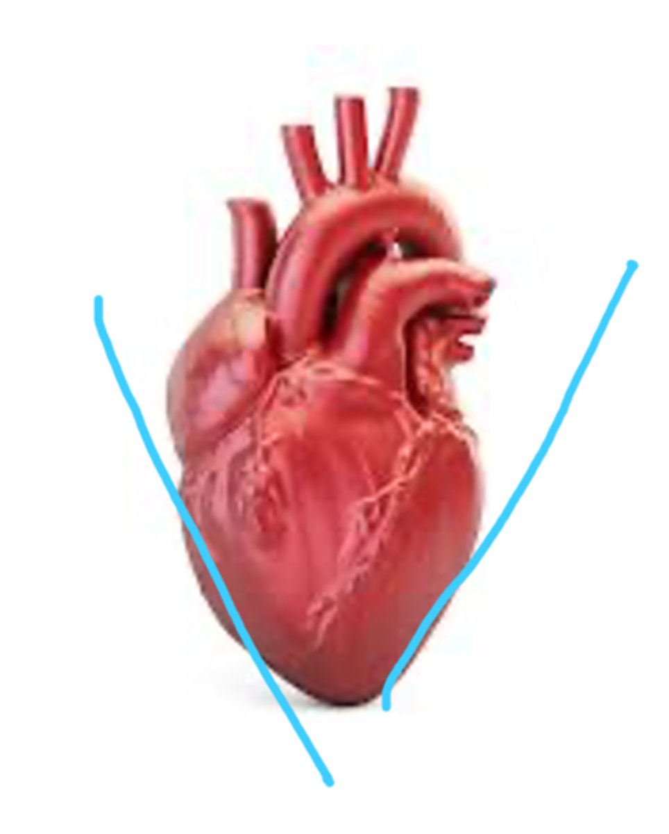<p>face the lungs. formed by right atrium and left ventricle, respectively.</p><p>Opposite when looking at anterior side</p>