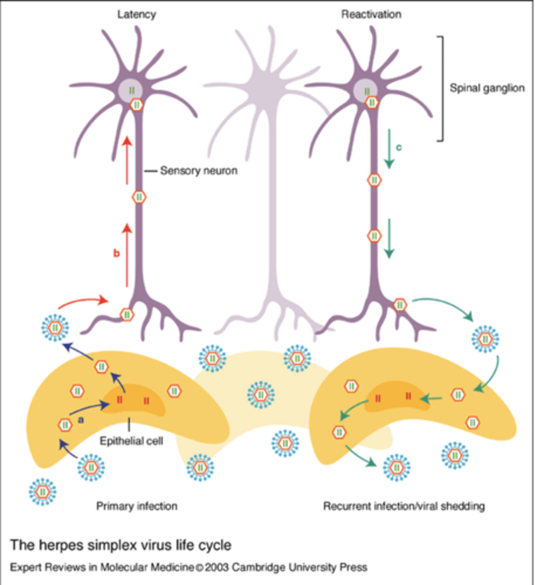 <p>How do symptoms during HSV recurrent attacks compare to the primary episode?</p>