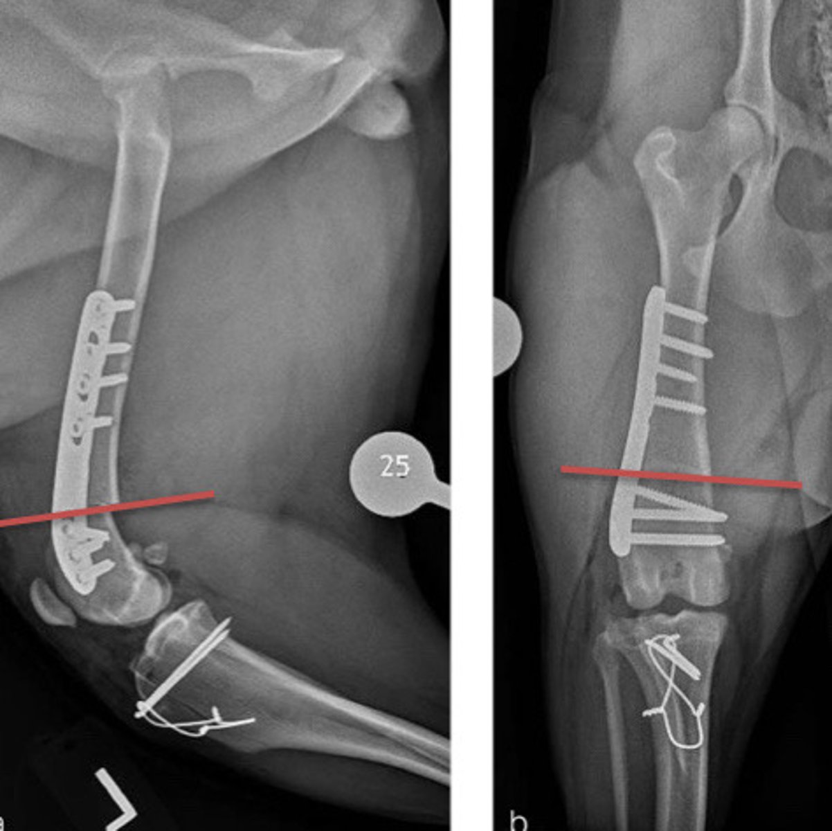 <p>What is the purpose of doing soft tissue repairs with patellar luxations?</p><p>What is an example of something we can do?</p>