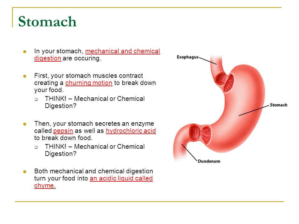 <ol start="4"><li><p></p></li></ol><ul><li><p>some digestion</p><ul><li><p>protein</p></li></ul></li><li><p>acidic</p></li></ul>