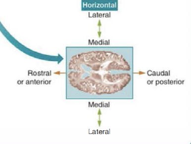 * an anatomical section that divides the brain from top to bottom 