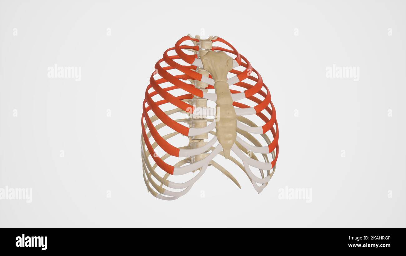 <p>upper 7 ribs <span>diretly attached to sternum</span></p>
