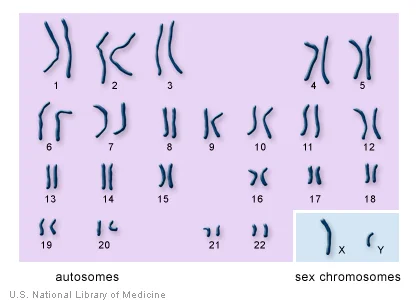 <p><span>Structures within cells that contain genetic information in the form of DNA</span></p>