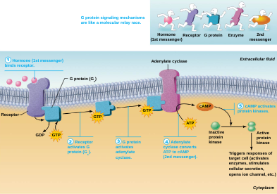 <p>Cyclic AMP (cAMP)</p>