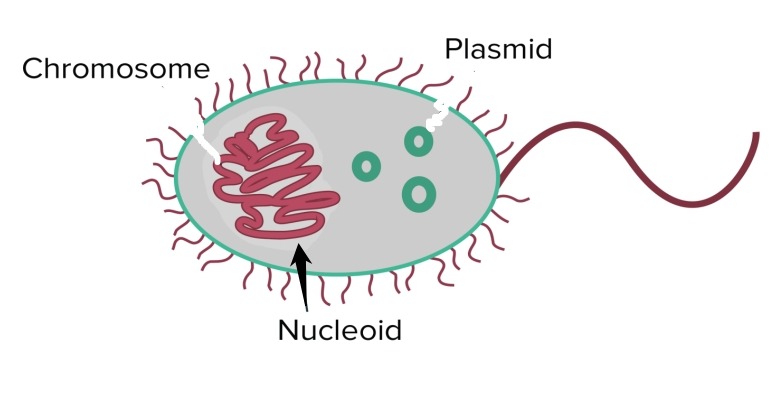 <p>The DNA in prokaryotes is <strong>contained in a central area of the cell </strong>called the ______, which is <strong>not surrounded by a nuclear membrane</strong>.</p>