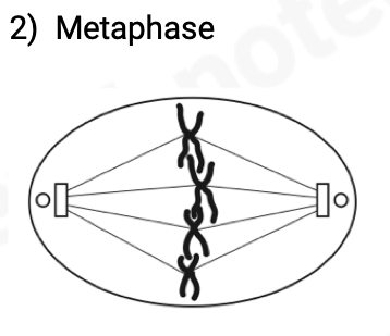 <ul><li><p><span>centrosomes are at poles of the cell and organise the production of spindle microtubules</span></p></li><li><p><span>chromosomes line up across equator of the spindle</span></p></li><li><p><span>each chromosome splits at centromere</span></p></li><li><p><span>chromosomes start to be pulled apart by microtubules</span></p></li></ul>
