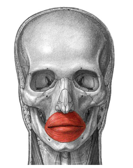 <p>Origin: Maxilla and mandible Insertion: into muscle and skin at angles of mouth Action: closes lips</p>