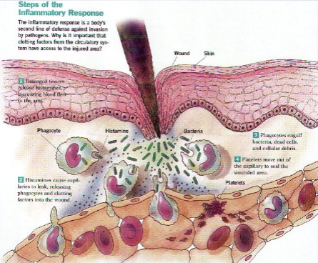 gram + bacteria on skin; histamine relase -> loose capilaries -> neutrophils squeeze through; siderophores "bad guys" - take Fe and transferrins "good guys" - hold on Fe; platelets help clot bleeding; acute inflammation