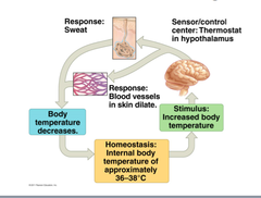 <p>body temperature (nervous) , blood pressure, glucose regulation (endocrine)</p>