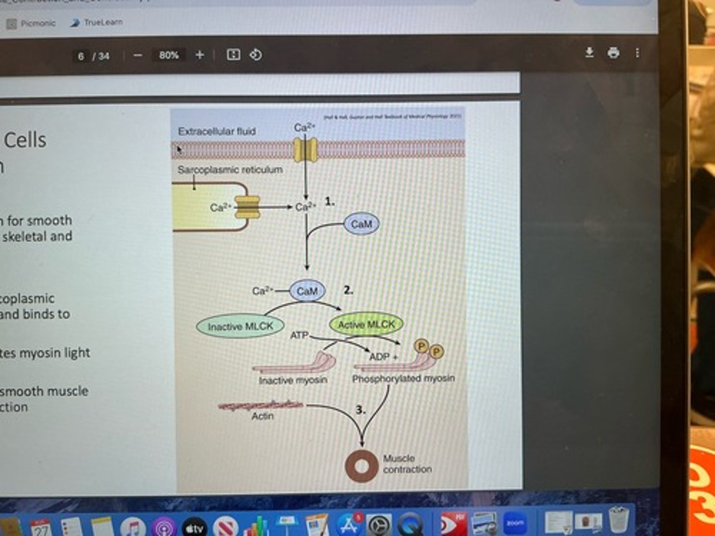 <p>1. Ca++ enters from sarcoplasmic reticulum or from ECF and binds to calmodulin (CaM) <br>2. Ca++ + calmodulin activates myosin light chain kinase (MLCK)<br>3. MLCK activation activation causes smooth muscle contraction —&gt; vasoconstriction</p>