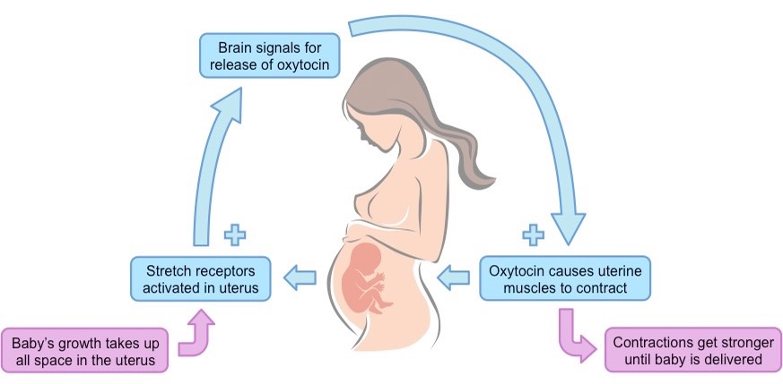 <p>Occurs when a product of a process stimulates the increase of its production - amplifies a response</p><p>Ex: </p><p>Blood clotting: Cut in blood vessel wall causes nearby platelets to secrete chemical signals to attract more platelets to the site, initiating a blood clot, platelets continue to secrete signals until the developing clot seals off the wound</p><p>Birth process: Contractions of the uterus push the baby into the birth canal, and stretching of the birth canal stimulates more and stronger contractions until the baby is delivered, at which time contractions cease</p>
