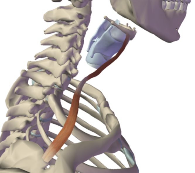 <p>What is this muscle?</p>
