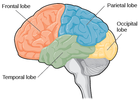 <ul><li><p>parietal lobe</p></li><li><p>frontal lobe</p></li><li><p>occipital lobe</p></li><li><p>temporal lobe</p></li></ul>