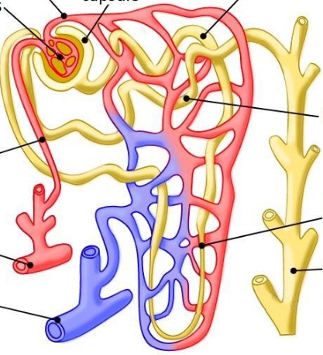 <p>This is an image of a</p>