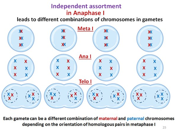random assortment during meiosis