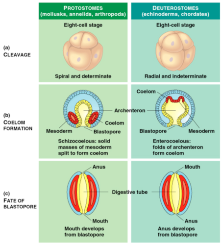 <p>The first opening in the embryo becomes the anus, and the mouth develops later</p>