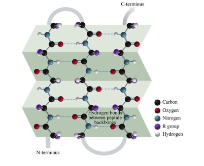 <ul><li><p>two or more sections of a polypeptide folded in a pleated pattern</p></li><li><p>hydrogen bonds between amide N-H of one strand and the C=O of another</p></li><li><p>R groups project above and below the sheet</p></li></ul>