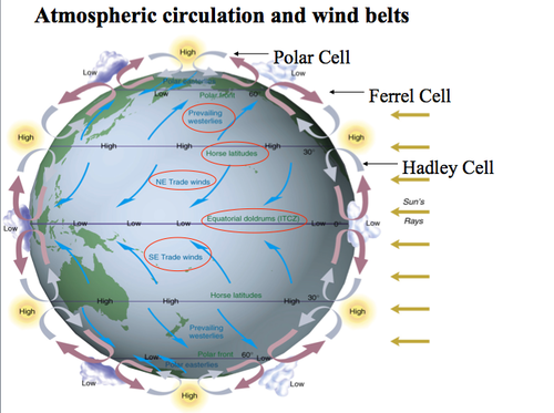 <ul><li><p>Air rises at the equator up to 15km due to the sun&apos;s heat, leading to low pressure area.</p></li><li><p>It travels both North and South</p></li><li><p>The air becomes colder and denser, and falls, creating high pressure and dry conditions at around 30° north and south of the equator.</p></li><li><p>Large cells of air are created in this way. The Hadley cell is either side of the equator, ferrel cells on either side of them and the polar cells at the poles. Both Hadley and Polar cells flow the same way and are driven by temperature whilst Ferrel cells just distribute the air.</p></li><li><p>at 30°, the cool air either moves back as trade winds to equator or as westerlies to the poles.</p></li><li><p>Air rises again at around 60° north and south as the winds heat up at the surface and rise again, descending again around 90° north and south once this energy is lost</p></li><li><p>the Coriolis effect causes the winds to become curved</p></li></ul>