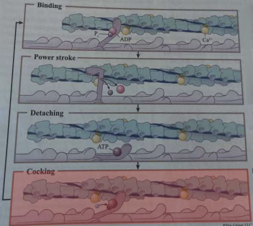 <p>What happens during this step of cross-bridge formation? </p>