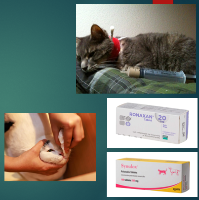 <p>Treatment of <strong>cat flu </strong></p>