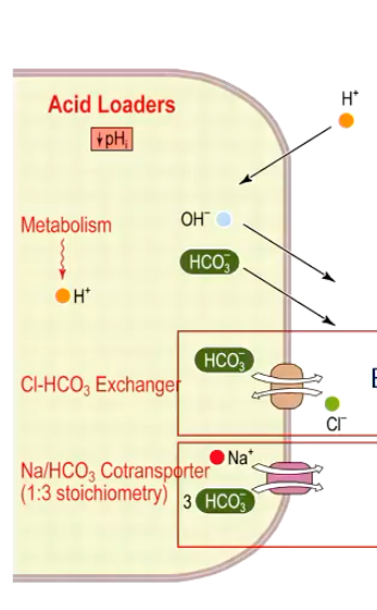 <p><strong>Net effect:</strong> increased intracellular H+ and decreased pHi</p><p></p><p><strong>Mechanisms:</strong></p><ul><li><p>Cl - HCO<sub>3 </sub>exchanger</p></li><li><p>Na/HCO<sub>3</sub> cotransporter (see image); favors bicarbonate eflux </p><ul><li><p>Essentially: EXPORTING BICARBONATE ā loss of base in the cell</p></li></ul></li></ul><p></p>