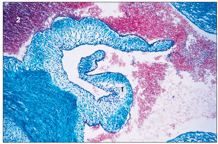 <p>name of histologic slide :</p><p>Specie:</p><p>Parts</p><p>1.__ 2.__ 3.__</p><p>Stain Used:</p>