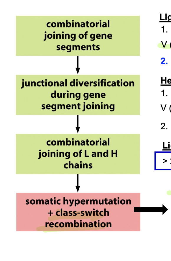 <p>generated by a combinations of </p><p>(1) DNA rearrangements</p><p>(2) somatic hypermutations</p>