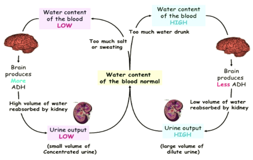 <p><strong>regulation of water &amp; solute levels </strong>in the body to maintain a constant balance;</p><p><strong>essential for preventing dehydration or overhydration</strong>, especially in varying environmental conditions</p>