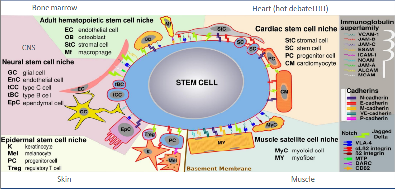 <p>bone marrow</p><p>heart (debatable)</p><p>skin</p><p>muscle</p>