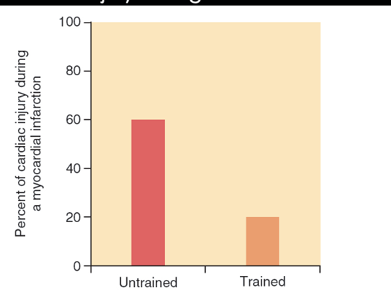 <ul><li><p><strong>lowered</strong> risk of myocardial infarction for trained/endurance athletes</p></li><li><p>also if trained athletes does have myocardial infarction, they experience <strong>less symptoms</strong></p></li></ul><p></p>