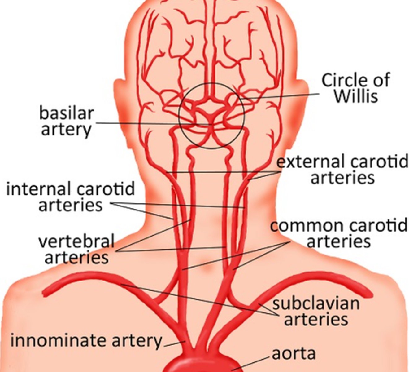 <p>-Main blood supply to the eyes and brain</p><p>-Lie posterior and lateral to the ECA</p><p>-Terminate at the circle of Willis</p><p>-No extracranial branches</p><p>-Ophthalmic artery is the first branch of the ICA</p>