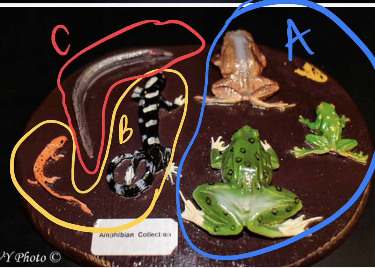 <ul><li><p>label orders</p></li><li><p>subphylum?</p></li><li><p>class</p></li><li><p>advantages they have over osteicthyes?</p></li><li><p>how do they solve their small lung problems?</p></li><li><p>number of chamber hearts?</p></li></ul>