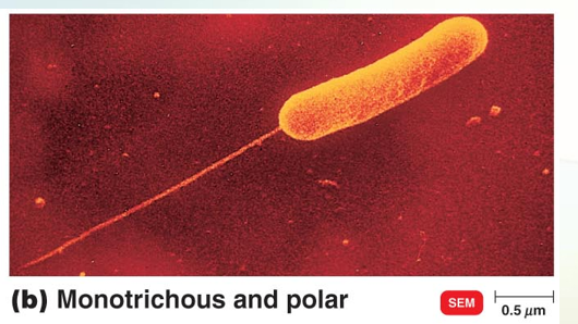 <p>Arrangements of Bacterial Falgella </p>