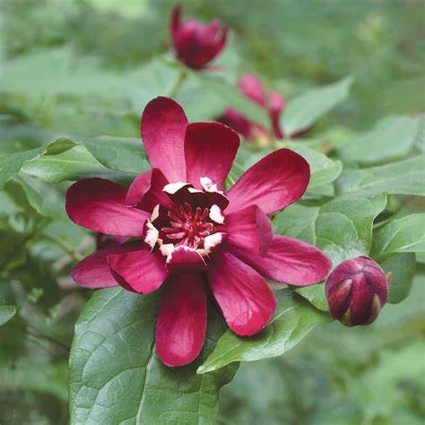 <p>A deciduous shrub known for its sweetly scented flowers and fragrant foliage.</p>