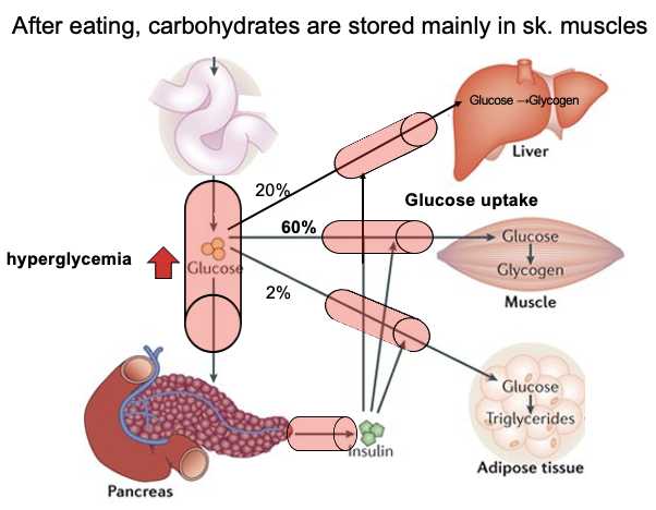 <ul><li><p>High blood glucose (hyperglycemia) stimulates insulin release from the pancreas.</p></li><li><p>Insulin promotes glucose uptake into cells via carrier proteins.</p></li><li><p>Distribution after a meal:<br>• ~60% stored in skeletal muscle (as glycogen)<br>• ~20% stored in liver<br>• Small amount (~2%) stored in adipose tissue</p></li></ul><p>Glucose uptake is a tightly regulated process that transports glucose from blood into cells, mainly skeletal muscle and liver.</p>