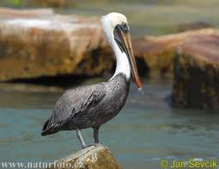<p>pelican</p>