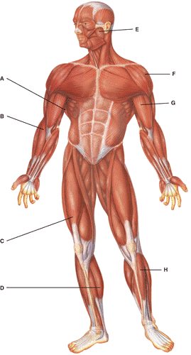 <p>Name the muscle labeled “B” (one word - all lowercase)</p>